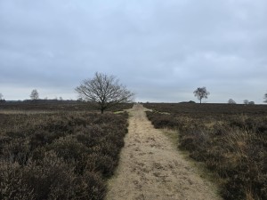 
                            <b>Zandpad kronkelt door heide, met een solitaire boom langs de route.</b><br>
                                                        <b>ISO:</b> 12 | <b>Sluitertijd:</b> 4374959/500000000 | <b>Diafragma:</b> f/1.7 | <b>Datum:</b> 2025-12-07

                        