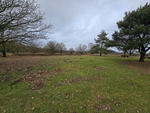 
                            <b>Open grasveld met verspreide bomen.</b><br>
                                                        <b>ISO:</b> 50 | <b>Sluitertijd:</b> 42561/15625000 | <b>Diafragma:</b> f/2.2 | <b>Datum:</b> 2025-12-07

                        