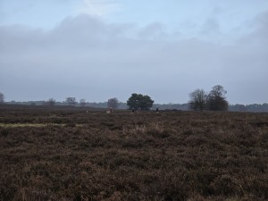 
                            <b>Mensen wandelen met honden.</b><br>
                                                        <b>ISO:</b> 32 | <b>Sluitertijd:</b> 5050061/1000000000 | <b>Diafragma:</b> f/3.4 | <b>Datum:</b> 2025-12-07

                        