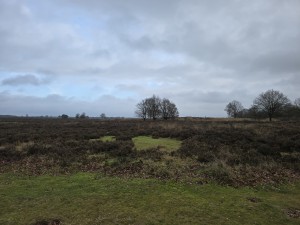 
                            <b>Uitgestrekte heide met lage struiken en enkele kale bomen.</b><br>
                                                        <b>ISO:</b> 12 | <b>Sluitertijd:</b> 4110819/1000000000 | <b>Diafragma:</b> f/1.7 | <b>Datum:</b> 2025-12-07

                        