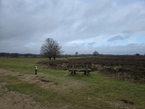
                            <b>Houten bankje met rugleuning in het gras.</b><br>
                                                        <b>ISO:</b> 12 | <b>Sluitertijd:</b> 2072173/500000000 | <b>Diafragma:</b> f/1.7 | <b>Datum:</b> 2025-12-07

                        