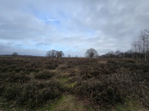 
                            <b>Heidelandschap met verspreide bomen en struikheide op de voorgrond.</b><br>
                                                        <b>ISO:</b> 50 | <b>Sluitertijd:</b> 1737771/1000000000 | <b>Diafragma:</b> f/2.2 | <b>Datum:</b> 2025-12-07

                        