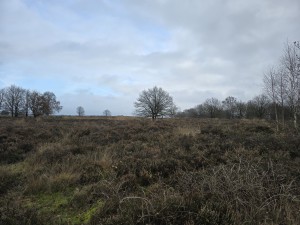 
                            <b>Eenzame boom staat midden op uitgestrekt heideveld.</b><br>
                                                        <b>ISO:</b> 12 | <b>Sluitertijd:</b> 5567099/1000000000 | <b>Diafragma:</b> f/1.7 | <b>Datum:</b> 2025-12-07

                        