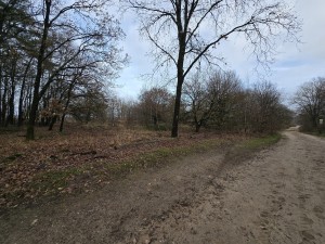 
                            <b>Een onverhard bospad slingert tussen kale bomen.</b><br>
                                                        <b>ISO:</b> 50 | <b>Sluitertijd:</b> 2049851/1000000000 | <b>Diafragma:</b> f/2.2 | <b>Datum:</b> 2025-12-07

                        