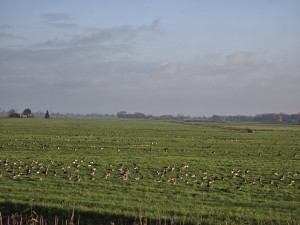 
                            <b>Grote groep ganzen graast verspreid over het grasland.</b><br>
                                                        <b>ISO:</b> 32 | <b>Sluitertijd:</b> 1/492 | <b>Diafragma:</b> f/3.4 | <b>Datum:</b> 2025-11-11

                        