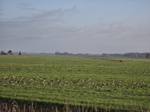 
                            <b>Grote groep ganzen foerageert op een groen weiland.</b><br>
                                                        <b>ISO:</b> 32 | <b>Sluitertijd:</b> 1/492 | <b>Diafragma:</b> f/3.4 | <b>Datum:</b> 2025-11-11

                        