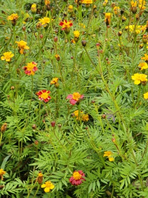 
                            <b>Geel-rode afrikaantjes bloeien tussen groen blad.</b><br>
                                                        <b>ISO:</b> 64 | <b>Sluitertijd:</b> 1/100 | <b>Diafragma:</b> f/3.4 | <b>Datum:</b> 2025-11-09

                        