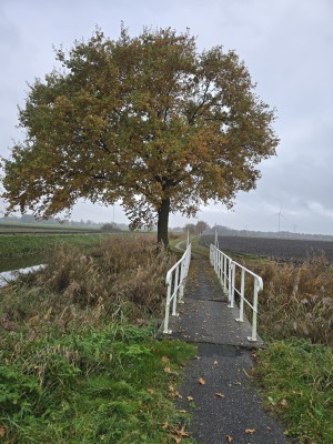 
                            <b>Grote boom met herfstbladeren naast een smal bruggetje.</b><br>
                                                        <b>ISO:</b> 20 | <b>Sluitertijd:</b> 1/180 | <b>Diafragma:</b> f/1.7 | <b>Datum:</b> 2025-11-09

                        
