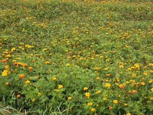
                            <b>Uitgestrekt veld met gele en oranje goudsbloemen in bloei.</b><br>
                                                        <b>ISO:</b> 50 | <b>Sluitertijd:</b> 1/103 | <b>Diafragma:</b> f/2.4 | <b>Datum:</b> 2025-11-09

                        
