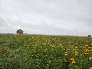 
                            <b>Veld vol gele bloemen in bloei.</b><br>
                                                        <b>ISO:</b> 20 | <b>Sluitertijd:</b> 1/180 | <b>Diafragma:</b> f/1.7 | <b>Datum:</b> 2025-11-09

                        