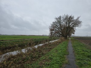 
                            <b>Een grote boom langs een smal wandelpad.</b><br>
                                                        <b>ISO:</b> 16 | <b>Sluitertijd:</b> 1/180 | <b>Diafragma:</b> f/1.7 | <b>Datum:</b> 2025-11-09

                        