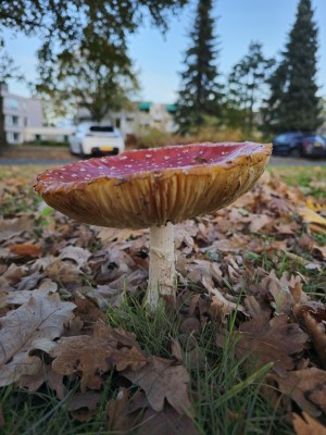 
                            <b>Rood met witte stippen paddenstoel steekt uit boven het bladerdek.</b><br>
                                                        <b>ISO:</b> 20 | <b>Sluitertijd:</b> 1/132 | <b>Diafragma:</b> f/1.7 | <b>Datum:</b> 2025-11-02

                        
