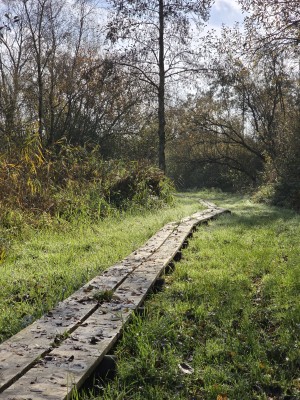 
                            <b>Houten vlonderpad slingert door het groen.</b><br>
                                                        <b>ISO:</b> 50 | <b>Sluitertijd:</b> 1/3034 | <b>Diafragma:</b> f/2.4 | <b>Datum:</b> 2025-11-02

                        