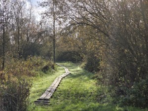 
                            <b>Slingerend houten vlonderpad leidt door het groen.</b><br>
                                                        <b>ISO:</b> 50 | <b>Sluitertijd:</b> 1/1884 | <b>Diafragma:</b> f/2.4 | <b>Datum:</b> 2025-11-02

                        