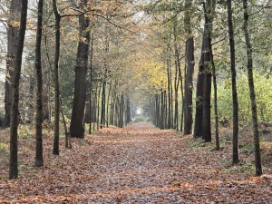 
                            <b>Bosweg bedekt met herfstbladeren, omringd door hoge bomen.</b><br>
                                                        <b>ISO:</b> 125 | <b>Sluitertijd:</b> 2497831/250000000 | <b>Diafragma:</b> f/3.4 | <b>Datum:</b> 2025-11-24

                        