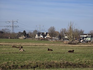 
                            <b>Schapen liggen te rusten in een weiland.</b><br>
                                                        <b>ISO:</b> 32 | <b>Sluitertijd:</b> 545391/500000000 | <b>Diafragma:</b> f/3.4 | <b>Datum:</b> 2026-02-08

                        
