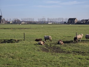 
                            <b>Schapen grazen en rusten in een weiland.</b><br>
                                                        <b>ISO:</b> 32 | <b>Sluitertijd:</b> 276103/200000000 | <b>Diafragma:</b> f/3.4 | <b>Datum:</b> 2026-02-08

                        