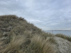 
                            <b>Zandduinen begroeid met helmgras.</b><br>
                                                        <b>ISO:</b> 12 | <b>Sluitertijd:</b> 1517741/500000000 | <b>Diafragma:</b> f/1.7 | <b>Datum:</b> 2026-02-08

                        