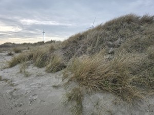 
                            <b>Duinen begroeid met helmgras.</b><br>
                                                        <b>ISO:</b> 12 | <b>Sluitertijd:</b> 3678887/1000000000 | <b>Diafragma:</b> f/1.7 | <b>Datum:</b> 2026-02-08

                        