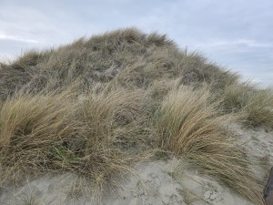
                            <b>Zandduin begroeid met helmgras.</b><br>
                                                        <b>ISO:</b> 12 | <b>Sluitertijd:</b> 4386821/1000000000 | <b>Diafragma:</b> f/1.7 | <b>Datum:</b> 2026-02-08

                        