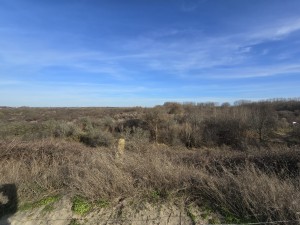 
                            <b>Uitgestrekt duingebied met struiken en kale bomen.</b><br>
                                                        <b>ISO:</b> 50 | <b>Sluitertijd:</b> 450007/1000000000 | <b>Diafragma:</b> f/2.2 | <b>Datum:</b> 2026-02-08

                        