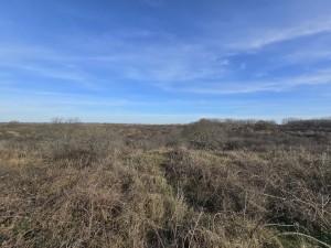
                            <b>Uitgestrekt duinlandschap met lage struiken en gras.</b><br>
                                                        <b>ISO:</b> 50 | <b>Sluitertijd:</b> 24011/50000000 | <b>Diafragma:</b> f/2.2 | <b>Datum:</b> 2026-02-08

                        