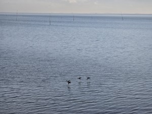 
                            <b>Drie vogels vliegen laag over het water.</b><br>
                                                        <b>ISO:</b> 32 | <b>Sluitertijd:</b> 188693/125000000 | <b>Diafragma:</b> f/3.4 | <b>Datum:</b> 2026-02-08

                        
