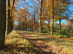 
                            <b>Wandelpad naar kasteel Heeswijk</b><br>
                                                        <b>ISO:</b>  | <b>Sluitertijd:</b>  | <b>Diafragma:</b>  | <b>Datum:</b> 2023-11-17

                        