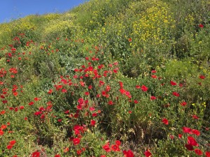 
                            <b>Rode klaprozen en gele wilde bloemen op een groene helling</b><br>
                                                        <b>ISO:</b> 12 | <b>Sluitertijd:</b> 332291/250000000 | <b>Diafragma:</b> f/1.7 | <b>Datum:</b> 2026-05-25

                        