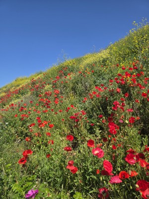 
                            <b>Helling vol rode klaprozen en gele wilde bloemen</b><br>
                                                        <b>ISO:</b> 12 | <b>Sluitertijd:</b> 210611/200000000 | <b>Diafragma:</b> f/1.7 | <b>Datum:</b> 2026-05-25

                        