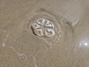
                            <b>Doorzichtige kwal met witte patronen op het strand</b><br>
                                                        <b>ISO:</b> 12 | <b>Sluitertijd:</b> 1105649/1000000000 | <b>Diafragma:</b> f/1.7 | <b>Datum:</b> 2026-05-25

                        