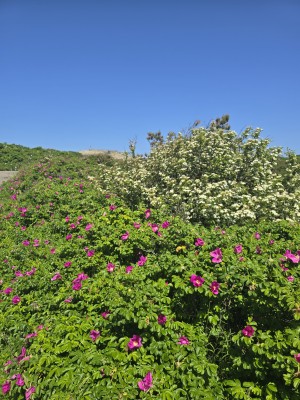 
                            <b>Bloeiende struiken met roze en witte bloemen.</b><br>
                                                        <b>ISO:</b> 12 | <b>Sluitertijd:</b> 40997/40000000 | <b>Diafragma:</b> f/1.7 | <b>Datum:</b> 2026-05-25

                        