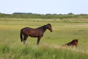 
                            <b>Twee bruine paarden in een grasveld.</b><br>
                                                        <b>ISO:</b> 100 | <b>Sluitertijd:</b> 1/320 | <b>Diafragma:</b> f/5.6 | <b>Datum:</b> 2026-05-31

                        