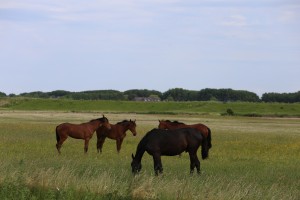 
                            <b>Vier paarden grazen rustig in een weiland.</b><br>
                                                        <b>ISO:</b> 100 | <b>Sluitertijd:</b> 1/400 | <b>Diafragma:</b> f/7.1 | <b>Datum:</b> 2026-05-31

                        