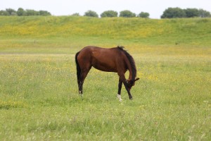 
                            <b>Bruin paard graast in het veld.</b><br>
                                                        <b>ISO:</b> 100 | <b>Sluitertijd:</b> 1/320 | <b>Diafragma:</b> f/5.0 | <b>Datum:</b> 2026-05-31

                        