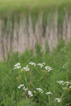 
                            <b>Witte schermbloemen tussen groen gras</b><br>
                                                        <b>ISO:</b> 100 | <b>Sluitertijd:</b> 1/320 | <b>Diafragma:</b> f/6.3 | <b>Datum:</b> 2026-05-31

                        