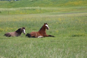 
                            <b>Twee paarden liggen ontspannen in het gras.</b><br>
                                                        <b>ISO:</b> 100 | <b>Sluitertijd:</b> 1/320 | <b>Diafragma:</b> f/5.6 | <b>Datum:</b> 2026-05-31

                        