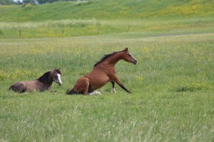 
                            <b>Twee paarden rusten in het gras.</b><br>
                                                        <b>ISO:</b> 100 | <b>Sluitertijd:</b> 1/320 | <b>Diafragma:</b> f/5.6 | <b>Datum:</b> 2026-05-31

                        