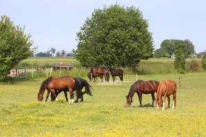
                            <b>Meerdere paarden grazen rustig in een weiland.</b><br>
                                                        <b>ISO:</b> 100 | <b>Sluitertijd:</b> 1/400 | <b>Diafragma:</b> f/5.6 | <b>Datum:</b> 2026-05-31

                        