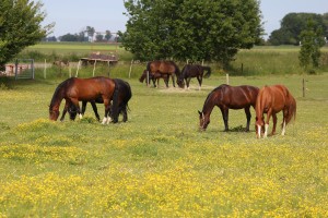 
                            <b>Paarden grazen samen in een weiland.</b><br>
                                                        <b>ISO:</b> 100 | <b>Sluitertijd:</b> 1/400 | <b>Diafragma:</b> f/6.3 | <b>Datum:</b> 2026-05-31

                        