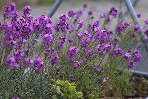 
                            <b>Paarse bloemen bloeien op lange groene stelen.</b><br>
                                                        <b>ISO:</b> 640 | <b>Sluitertijd:</b> 1/2000 | <b>Diafragma:</b> f/4.5 | <b>Datum:</b> 2026-05-31

                        