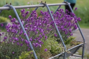 
                            <b>Paarse bloemen groeien tussen metalen buizen.</b><br>
                                                        <b>ISO:</b> 500 | <b>Sluitertijd:</b> 1/2000 | <b>Diafragma:</b> f/4.0 | <b>Datum:</b> 2026-05-31

                        