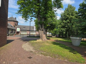 
                            <b>Grote boom met brede stam in stedelijke tuin.</b><br>
                                                        <b>ISO:</b> 12 | <b>Sluitertijd:</b> 108317/62500000 | <b>Diafragma:</b> f/1.7 | <b>Datum:</b> 2026-06-28

                        