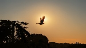 Een vogel vliegt langs op de avond van de zonsverduistering op 12-08-2026